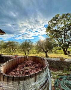 Why the fall season is important in Chianti