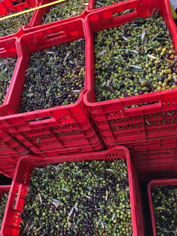 When is the olive harvest time in Tuscany?